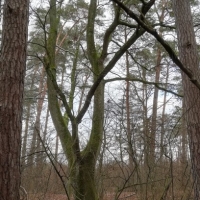 IMG_20201226_121235